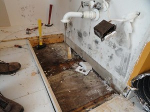 mold removal Los Angeles